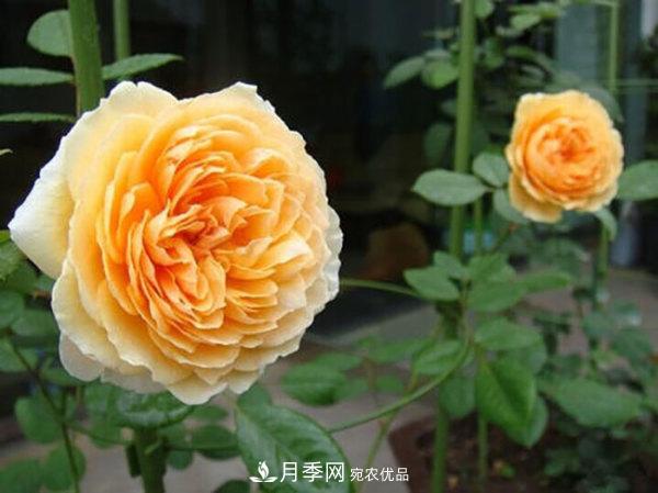 推薦4種優(yōu)秀藤本月季，開(kāi)花多一開(kāi)就停不下來(lái)(圖3)