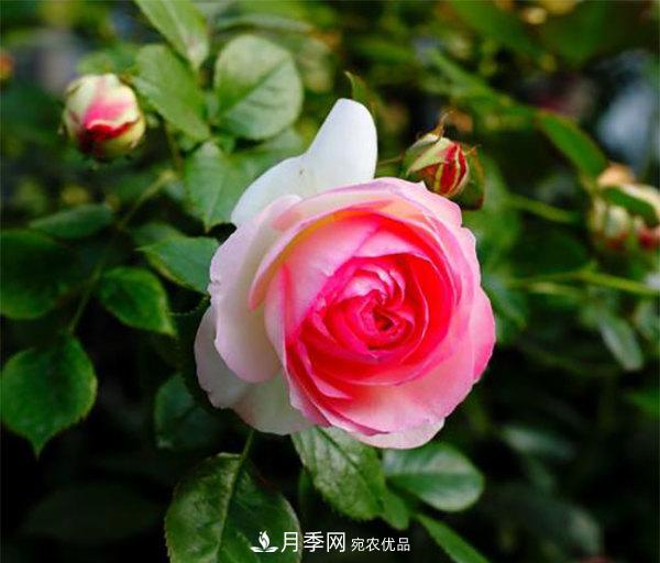 推薦4種優(yōu)秀藤本月季，開(kāi)花多一開(kāi)就停不下來(lái)(圖4)