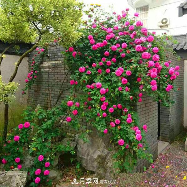 推薦4種優(yōu)秀藤本月季，開(kāi)花多一開(kāi)就停不下來(lái)(圖2)