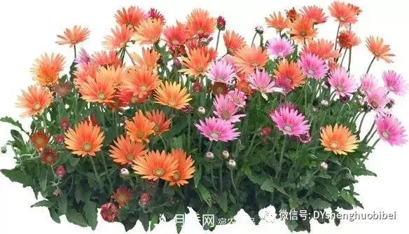 苗木必備基本常識手冊(圖18)