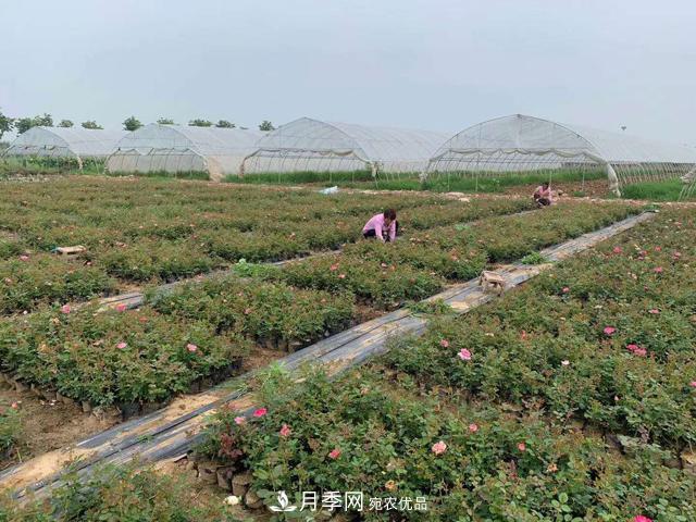 敲暈幾個(gè)苗木大戶后，我整理出了這份《高價(jià)苗木進(jìn)階手冊(cè)》(圖2)