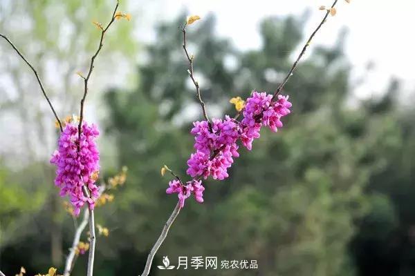 這些苗木價(jià)格***貴，市場潛力大，未來可以繼續(xù)發(fā)展！(圖4)
