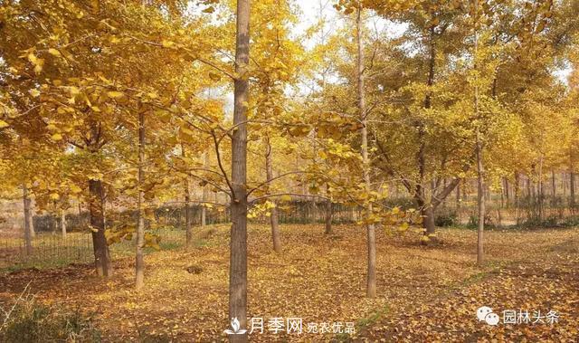這些苗木價(jià)格***貴，市場潛力大，未來可以繼續(xù)發(fā)展！(圖2)