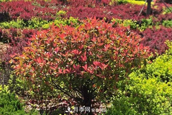 這些苗木價(jià)格***貴，市場潛力大，未來可以繼續(xù)發(fā)展！(圖3)