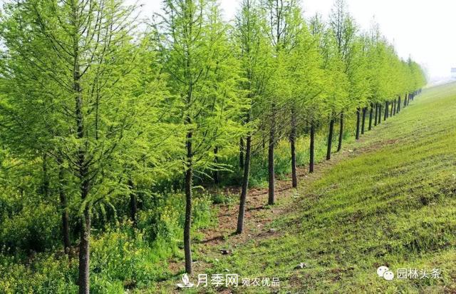 這些苗木價(jià)格***貴，市場潛力大，未來可以繼續(xù)發(fā)展！(圖7)