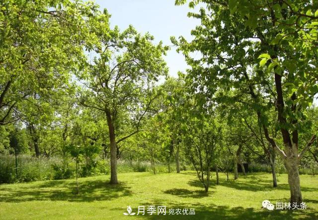 這些苗木價(jià)格***貴，市場潛力大，未來可以繼續(xù)發(fā)展！(圖5)