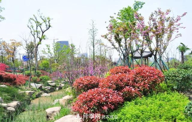 這些中國(guó)著名苗木產(chǎn)地你知道幾個(gè)？值得收藏！(圖1)