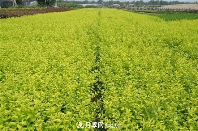 這些中國(guó)著名苗木產(chǎn)地你知道幾個(gè)？值得收藏！(圖3)