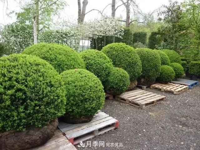 這些中國(guó)著名苗木產(chǎn)地你知道幾個(gè)？值得收藏！(圖6)