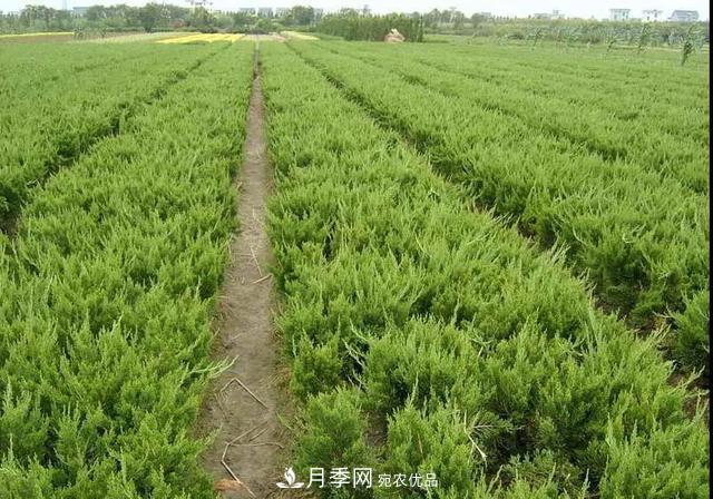 這些中國(guó)著名苗木產(chǎn)地你知道幾個(gè)？值得收藏！(圖4)