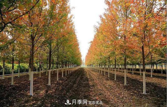 這些中國(guó)著名苗木產(chǎn)地你知道幾個(gè)？值得收藏！(圖5)