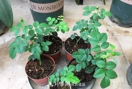 新扦插成活的月季就開了一朵花，需不需要剪掉？(圖2)