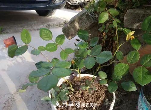 月季小苗想要長壯，學(xué)會(huì)這幾招，快速成大苗！(圖2)