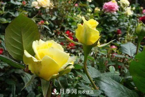 月季小苗想要長壯，學(xué)會(huì)這幾招，快速成大苗！(圖4)