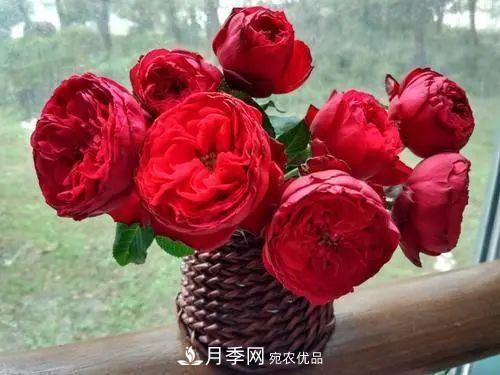 月季小苗想要長壯，學(xué)會(huì)這幾招，快速成大苗！(圖3)