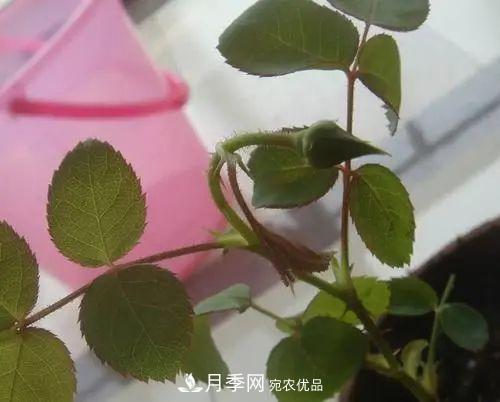 月季小苗想要長壯，學(xué)會(huì)這幾招，快速成大苗！(圖6)