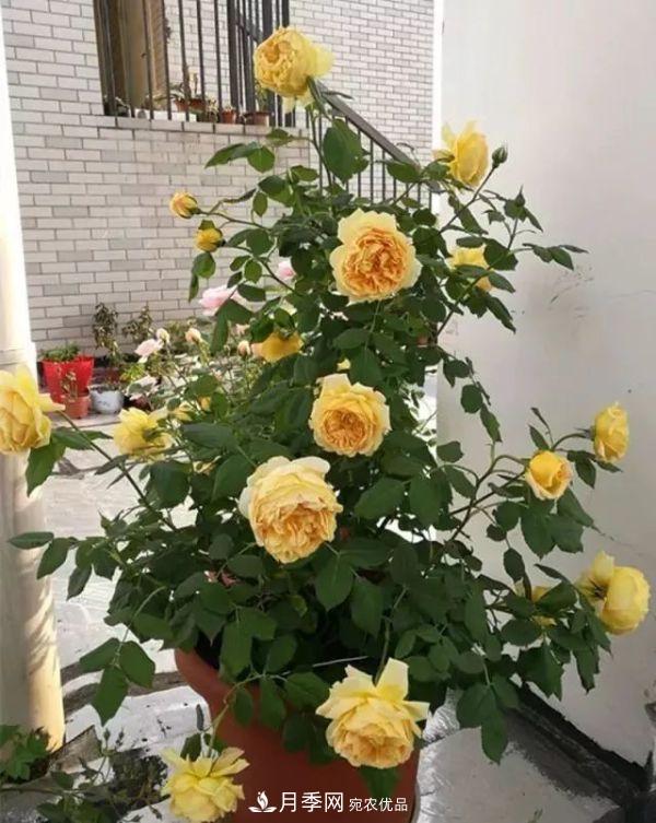 養(yǎng)月季施肥牢記“3要2不要”，月季猛爆壯筍，花開(kāi)連成片！(圖1)