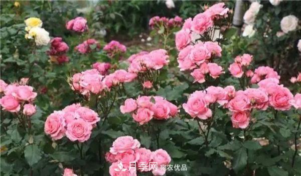 養(yǎng)月季施肥牢記“3要2不要”，月季猛爆壯筍，花開(kāi)連成片！(圖4)