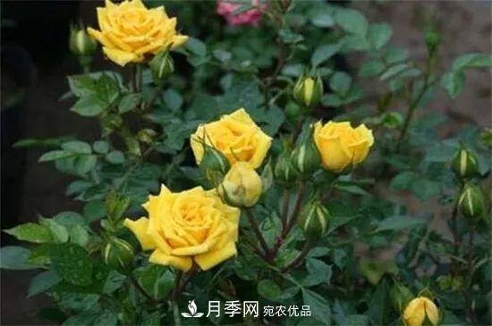 什么樹可以嫁接月季花？月季嫁接有什么好處？(圖2)