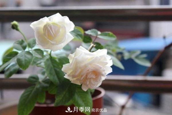 什么樹可以嫁接月季花？月季嫁接有什么好處？(圖3)