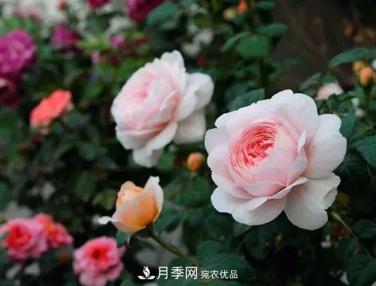 什么樹可以嫁接月季花？月季嫁接有什么好處？(圖1)