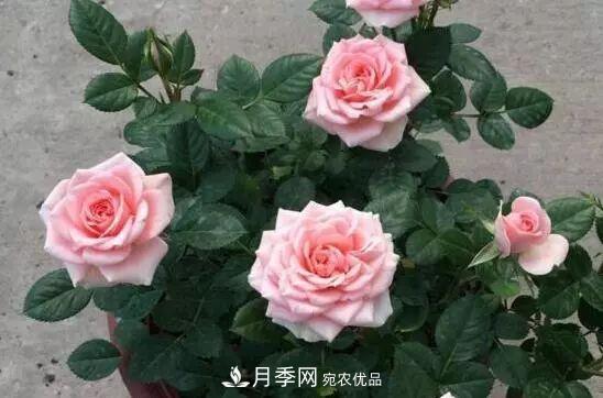 什么樹可以嫁接月季花？月季嫁接有什么好處？(圖5)