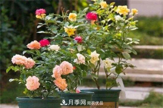 什么樹可以嫁接月季花？月季嫁接有什么好處？(圖4)
