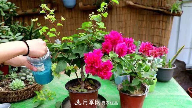 磷酸二氫鉀月季促花“效果不好”？可能是用錯了，快看看正確的方法(圖3)