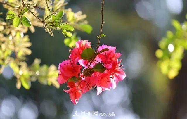 磷酸二氫鉀月季促花“效果不好”？可能是用錯了，快看看正確的方法(圖7)