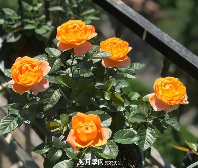 月季秋剪快上車，10月秋花開(kāi)出一片花海(圖1)
