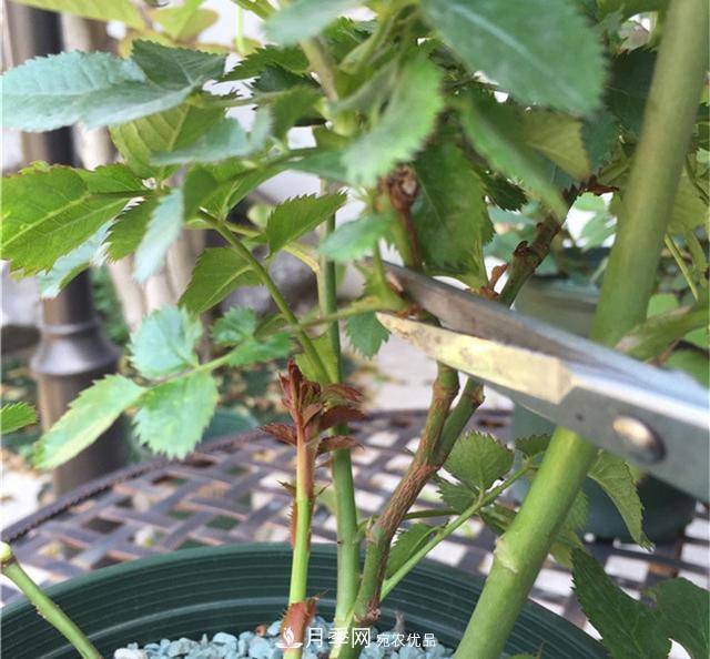 月季秋剪快上車，10月秋花開(kāi)出一片花海(圖2)