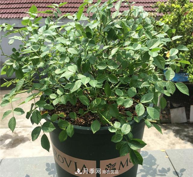 月季秋剪快上車，10月秋花開(kāi)出一片花海(圖3)