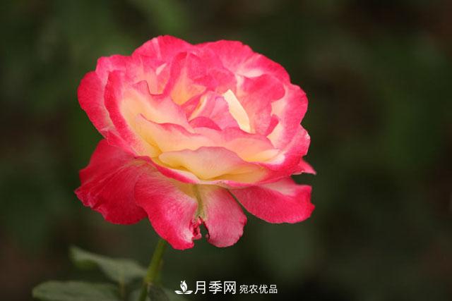 月季遇到詩(shī)詞，一起來(lái)賞析(圖1)