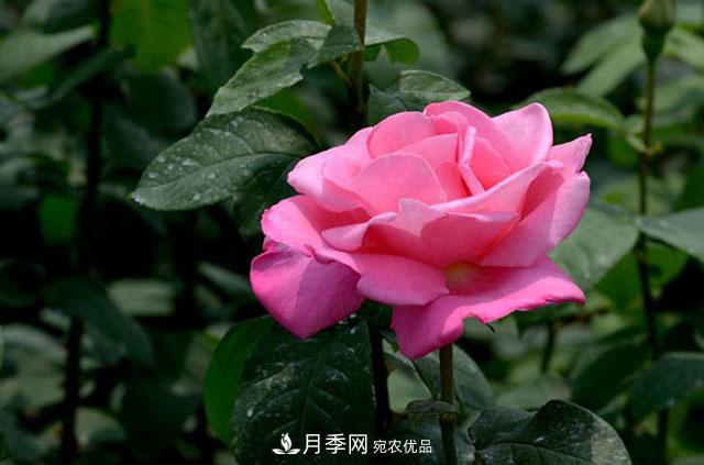 月季遇到詩(shī)詞，一起來(lái)賞析(圖2)