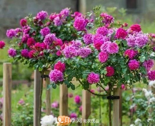 青島路邊用月季美化，開(kāi)的月季花比拳頭大，原來(lái)是月季嫁接的薔薇(圖2)