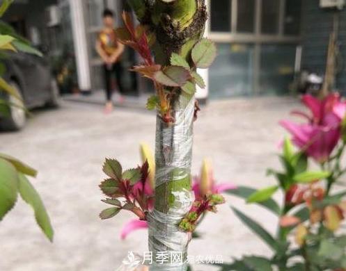 青島路邊用月季美化，開(kāi)的月季花比拳頭大，原來(lái)是月季嫁接的薔薇(圖5)