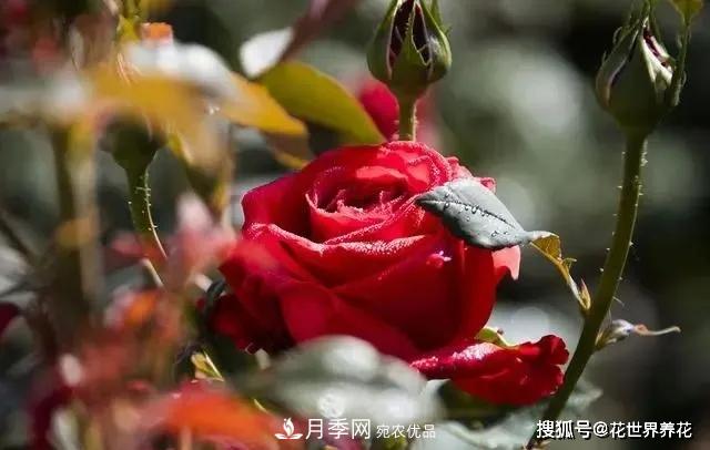 養(yǎng)月季就要用淺盆，月季開花不好換個(gè)盆，天天爆花(圖1)