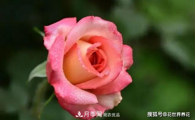 養(yǎng)月季就要用淺盆，月季開花不好換個(gè)盆，天天爆花(圖2)
