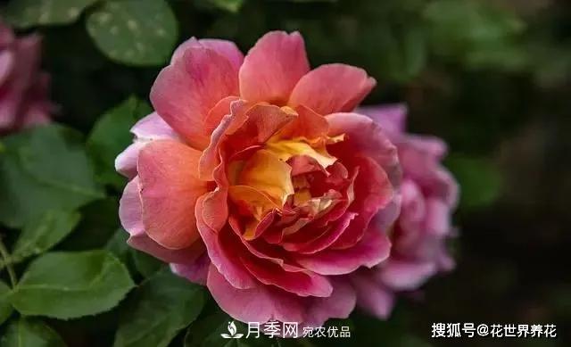 養(yǎng)月季就要用淺盆，月季開花不好換個(gè)盆，天天爆花(圖3)
