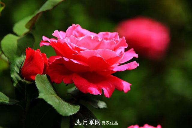 不同顏色的月季花語是什么？月季花語大全，快來漲知識(shí)(圖1)