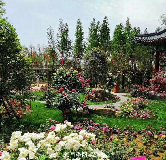 南陽世界月季大觀園：只愛園中月季美，不羨他鄉(xiāng)百花艷(圖2)