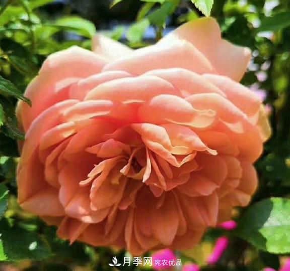 南陽世界月季大觀園：只愛園中月季美，不羨他鄉(xiāng)百花艷(圖4)