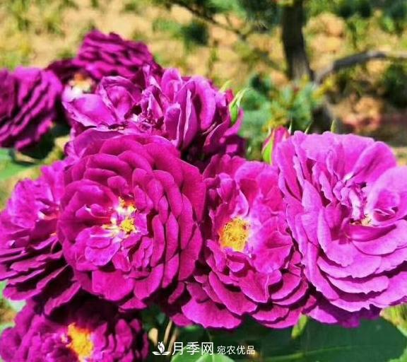 南陽世界月季大觀園：只愛園中月季美，不羨他鄉(xiāng)百花艷(圖5)