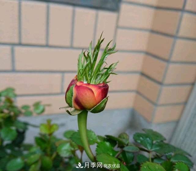 月季花施肥需要注意什么？(圖2)