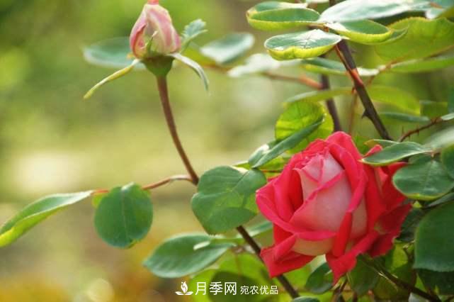 月季花施肥需要注意什么？(圖3)
