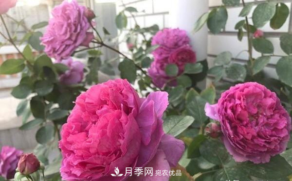 大花月季有多少個(gè)品種？大花月季品種大全！(圖2)