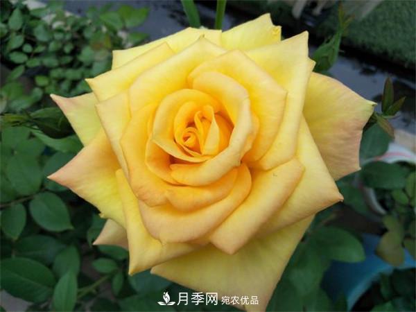 大花月季有多少個(gè)品種？大花月季品種大全！(圖4)