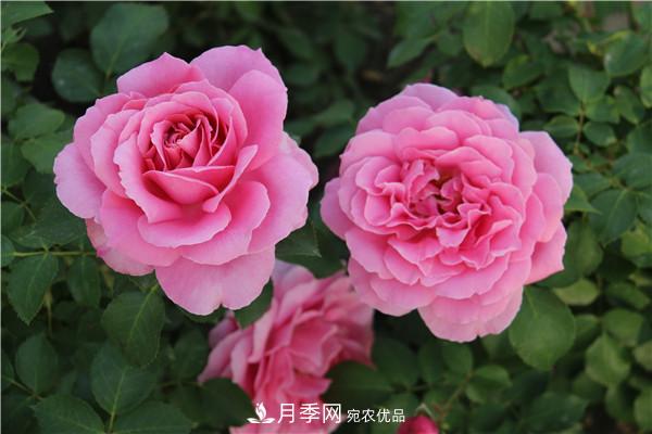 大花月季有多少個(gè)品種？大花月季品種大全！(圖5)