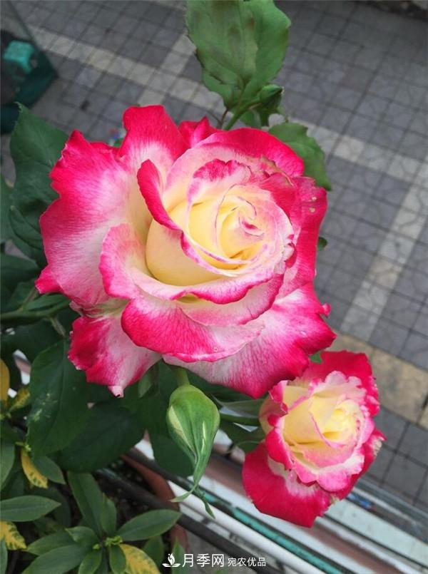 大花月季有多少個(gè)品種？大花月季品種大全！(圖6)