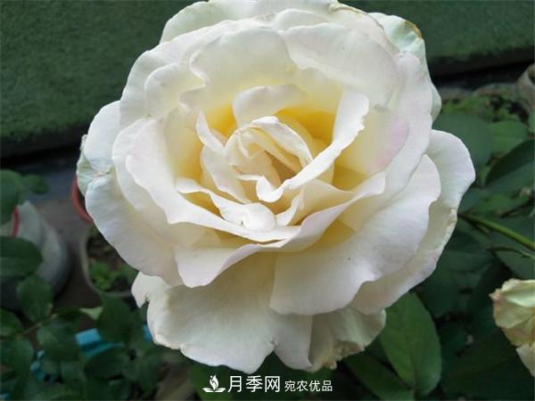 大花月季有多少個(gè)品種？大花月季品種大全！(圖8)